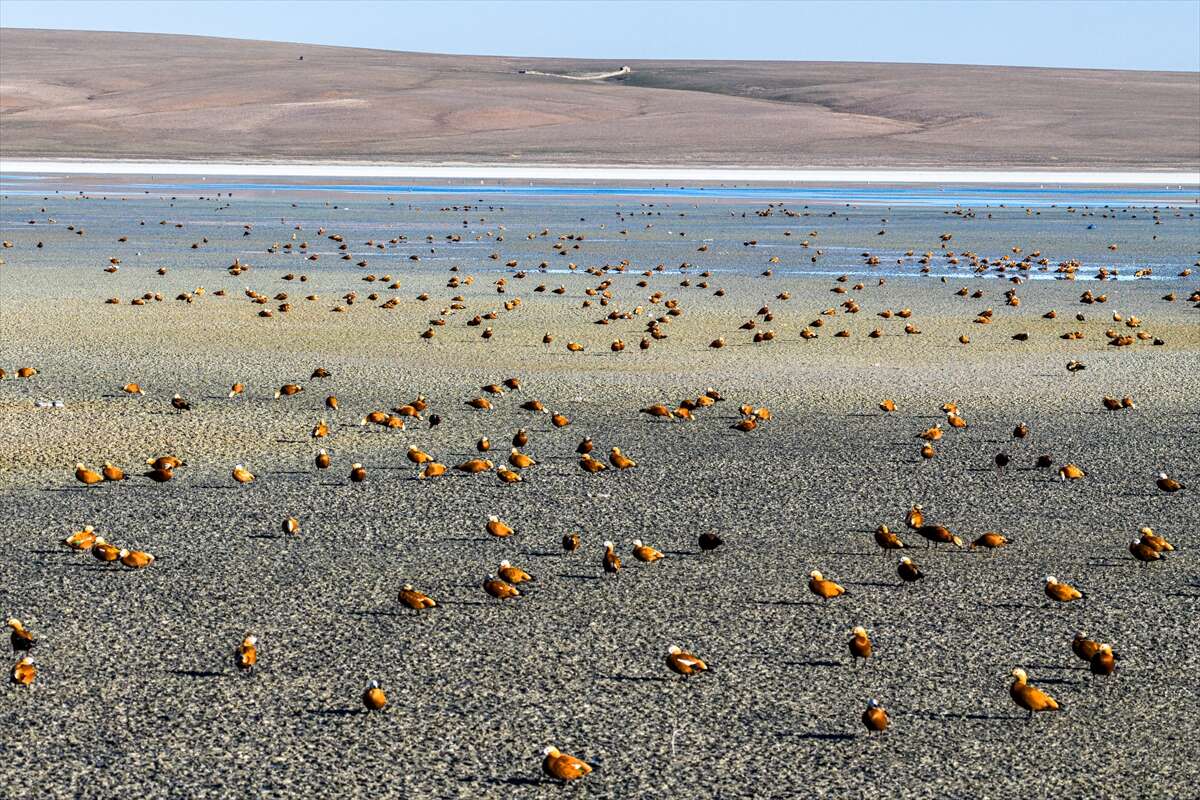 Konya’da doğa ziyafeti 5